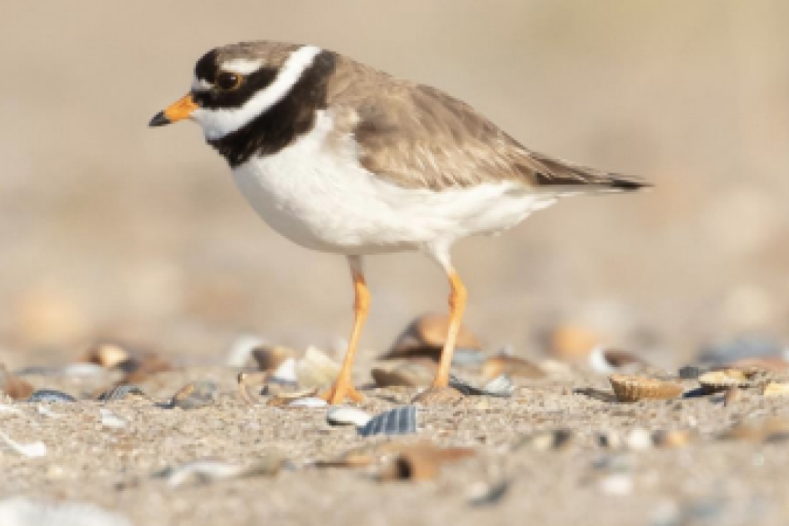 kustbroedvogels
