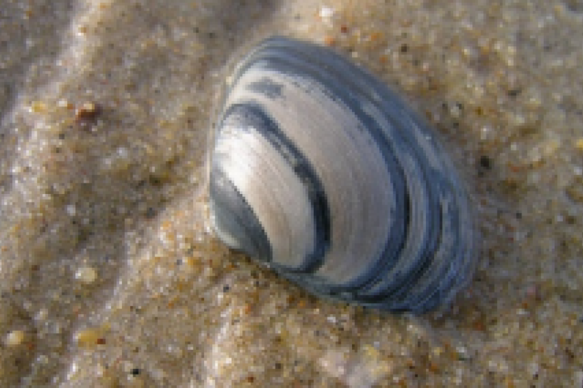 schelpdierbestanden